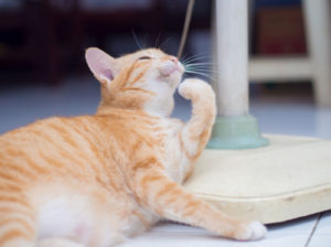猫ちゃんにもニキビ？　～その原因と対処法～