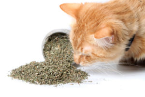 猫とマタタビ