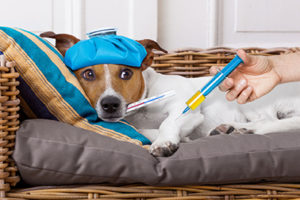 犬の熱中症　知っておきたいこと