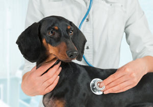犬のおなかにしこりを見つけたら