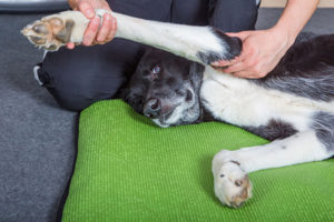 犬のリハビリ自宅でできる３つのコミュニケーション