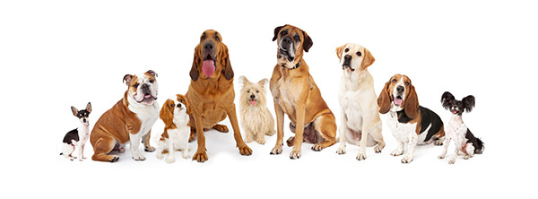 犬と他のペットの相性チェック