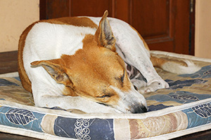 ご存知ですか？犬の認知症