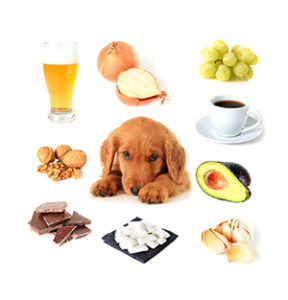 犬の中毒　当院で多い6つの誤飲