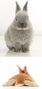 うさぎの可愛い写真を撮る方法