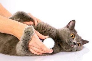 猫の呼吸が速い！考えられる病気と対処法