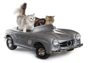猫とお出かけ　〜長距離移動のストレスを減らすために　①車編〜