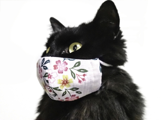 猫の咳と喘息用吸入器(AEROKAT®)の使い方